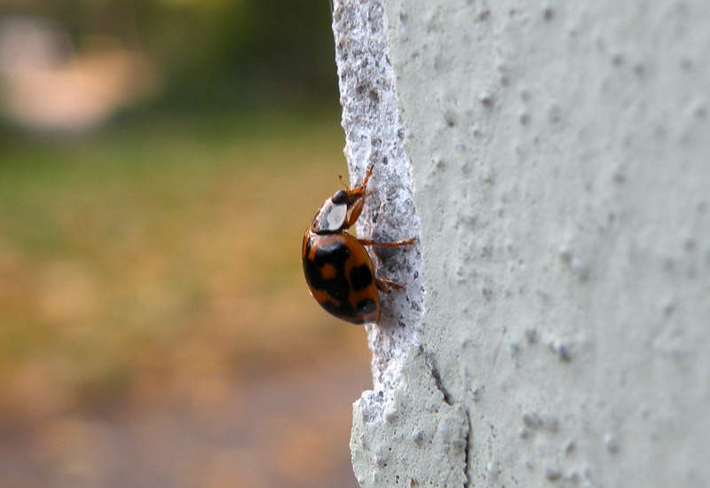 Problemi con le coccinelle